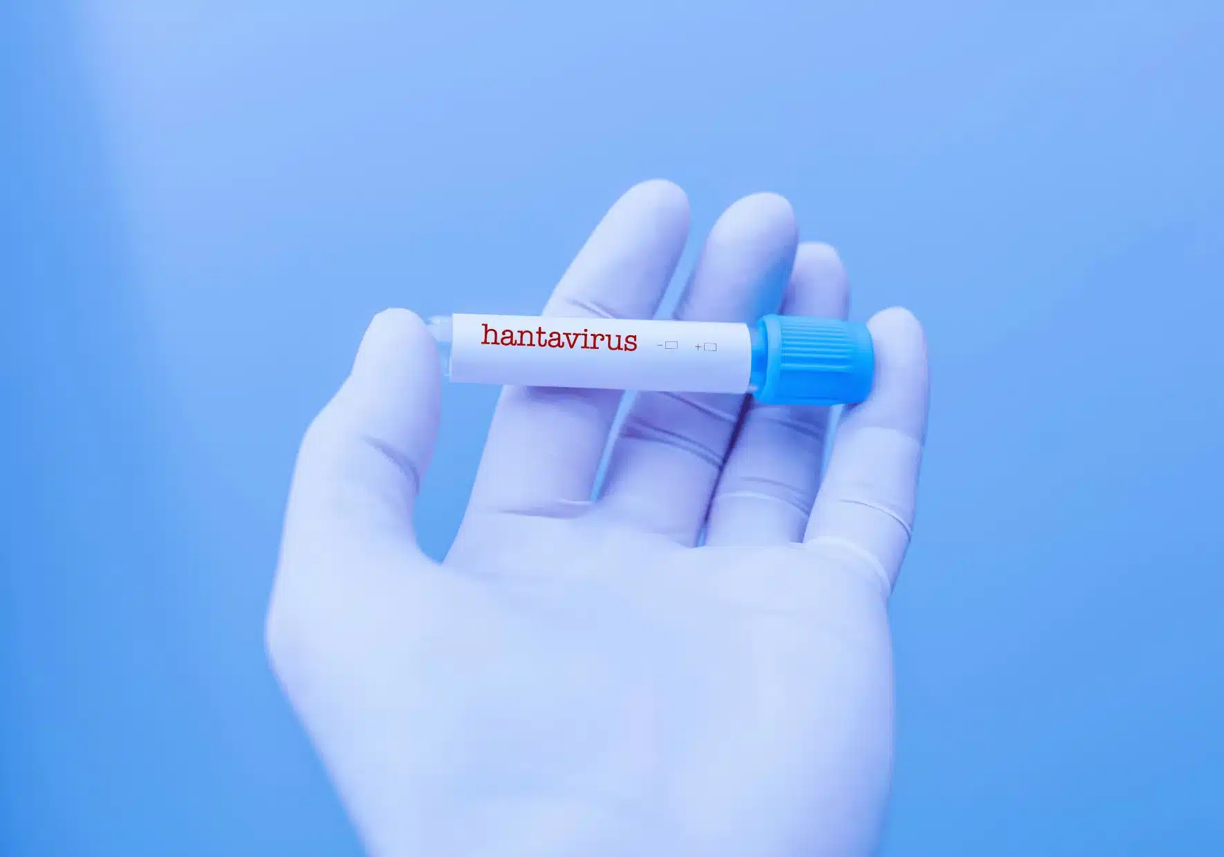 Hantavirus : comment la technologie apprend à anticiper sa propagation